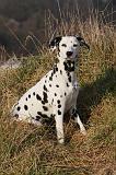 DALMATIEN 398